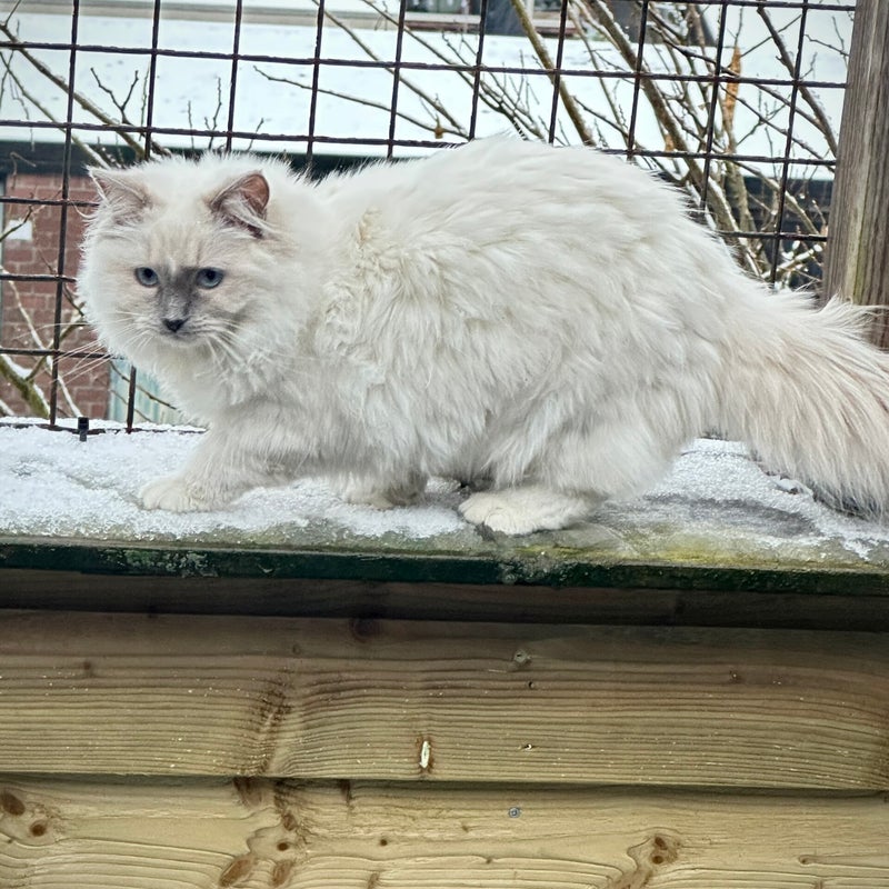 Aiden in de sneeuw op het dakterras❄️