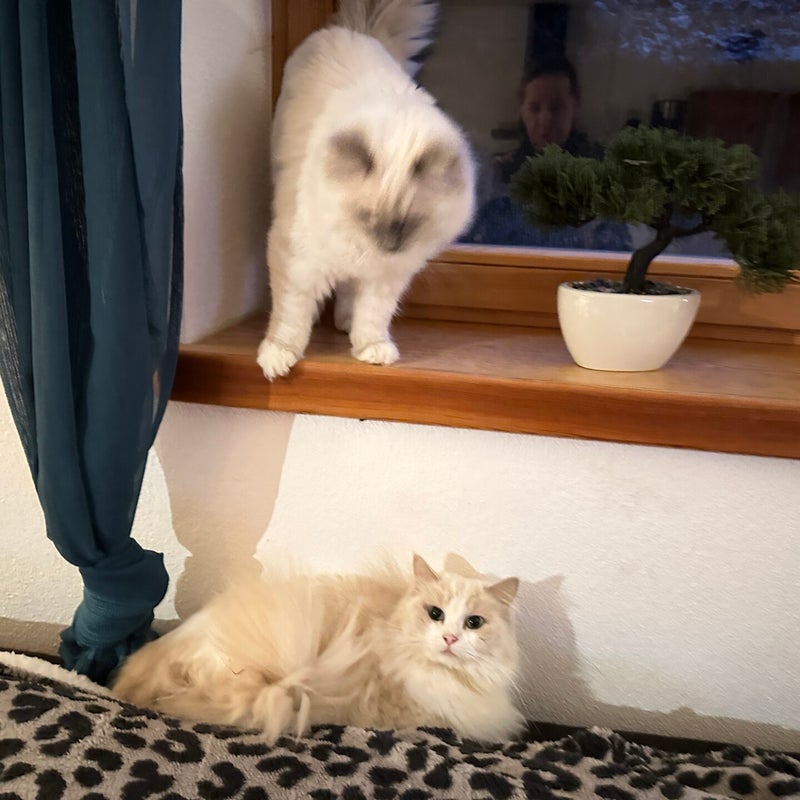 Aiden& Pikachu  😻