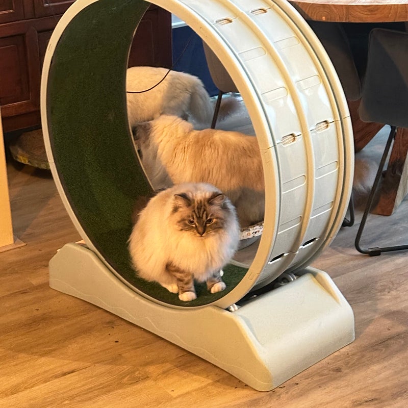 Amy een rondje lopen of toch maar niet😸