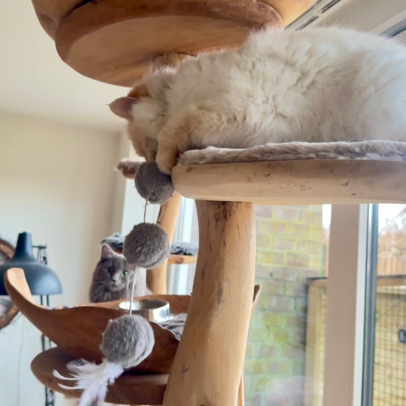 Cracker ontdekt de balletjes 😸