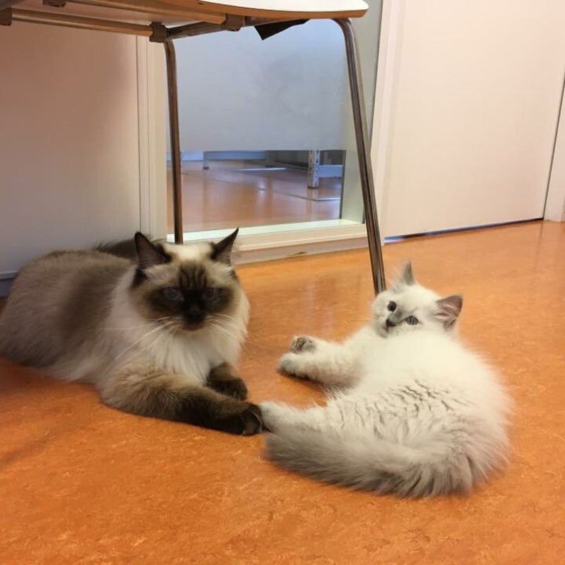 Dushi met kitten bij de dierenarts💗