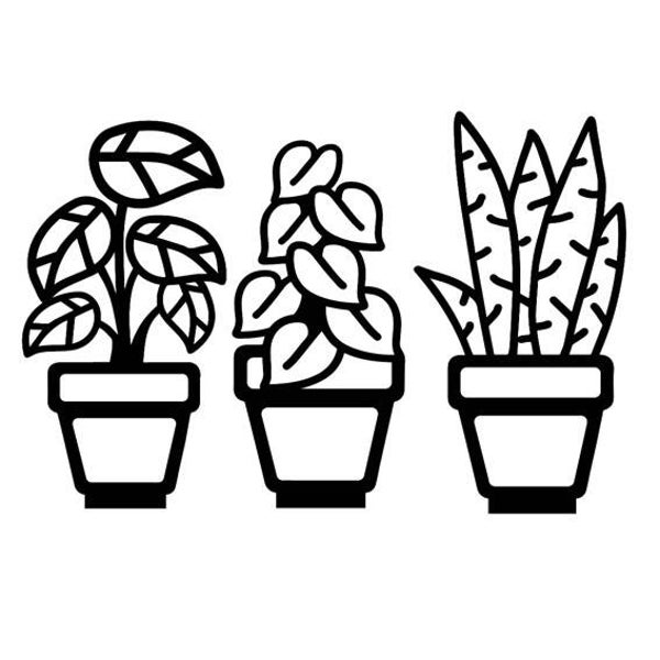 Element Sansevieria / Philodendron / Alocasia