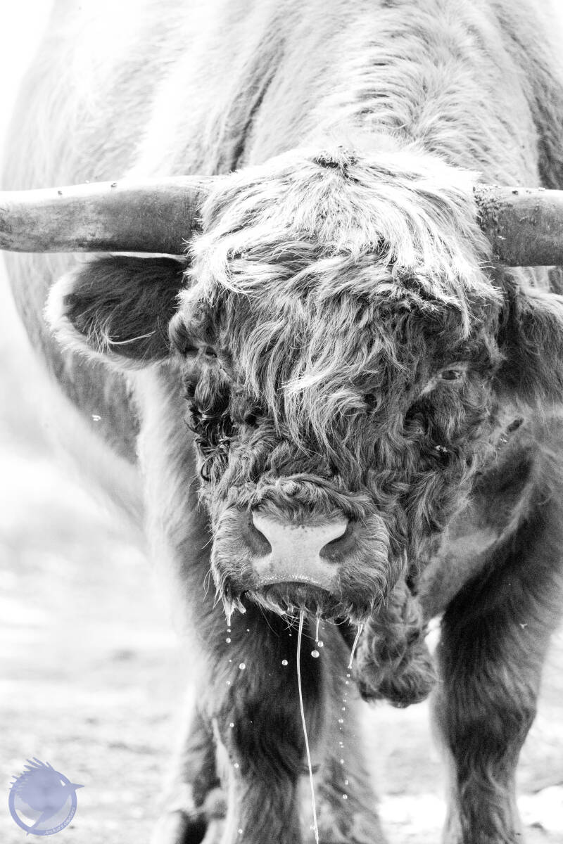 Schotse Hooglander