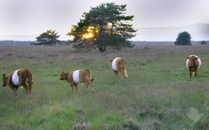 Lakenvelder koeien op de Garderense heide