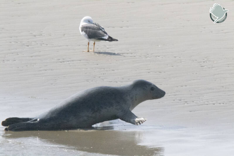 Zeehondje