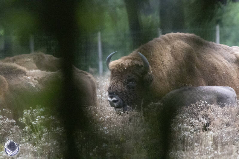 Wisent stier
