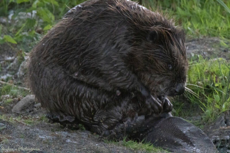 Bever