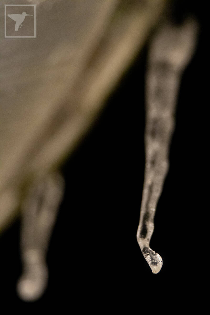 IJspegel, februari 2021