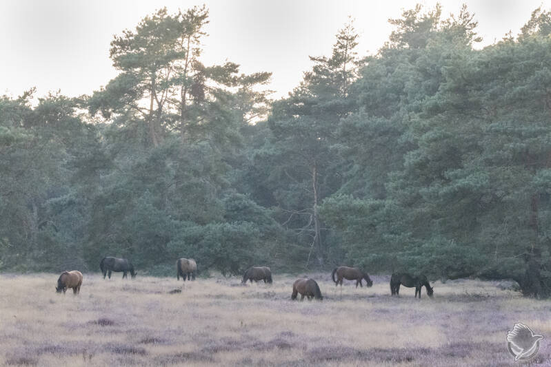 Wilde paarden