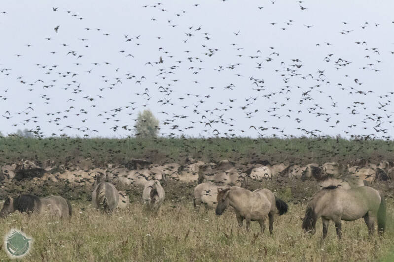 Konikpaarden en een zwerm spreeuwen