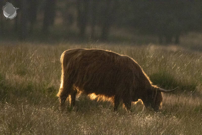 Schotse Hooglander