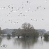 Hoog water a.d. IJsseloever bij Deventer (ong. 485 c.m. boven N.A.P.)
