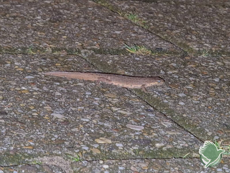 Kleine watersalamander