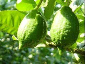 Lemon