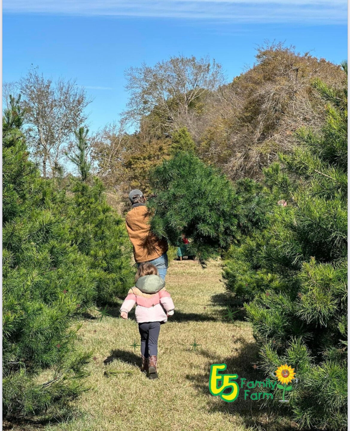 Pumpkin patch, pumpkins