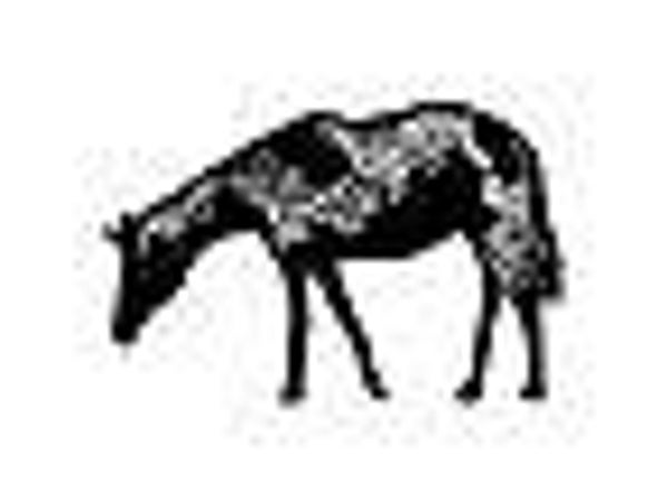 155A Spotted horse