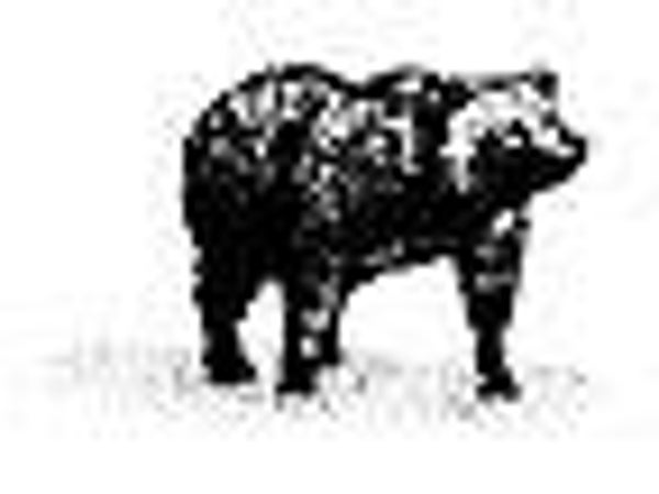 167A Bear