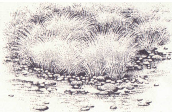 265D Sedge cluster sm