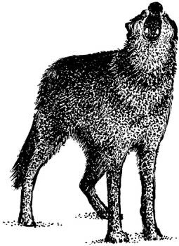 430B Wolf howling