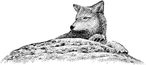 431E Wolf on rock