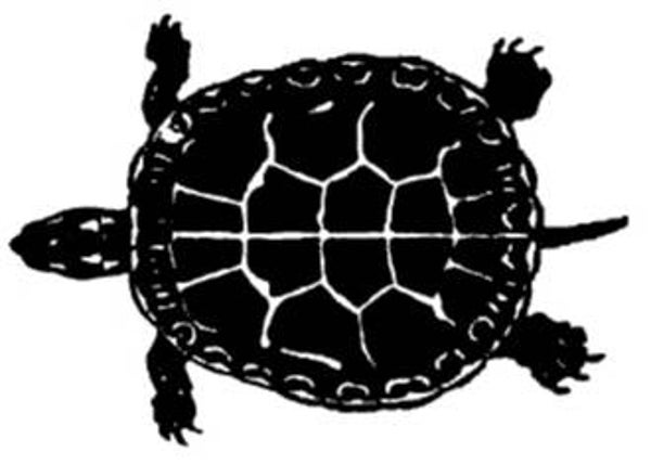 NS C5707 Schildkröte