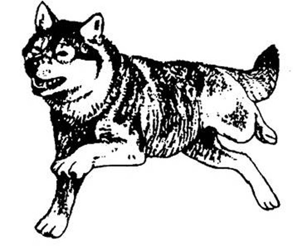 SW D05062/SWCP05 Wolf 1