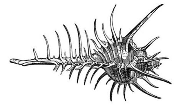 SW F05152/10 Murex lang