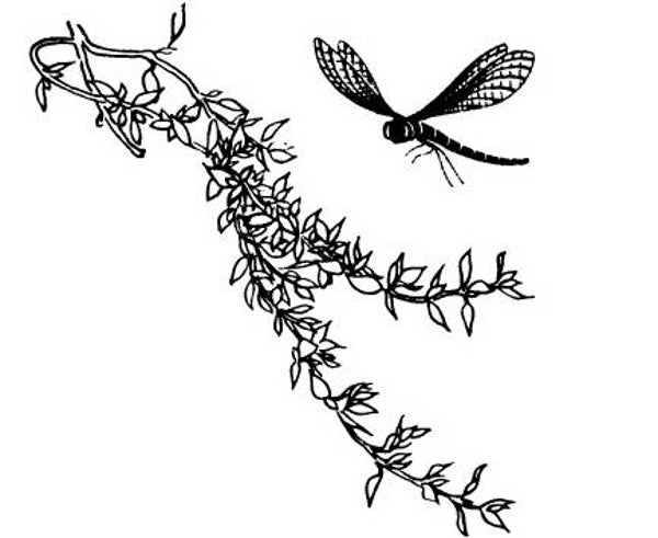 NS F4407 Zweig und Libelle