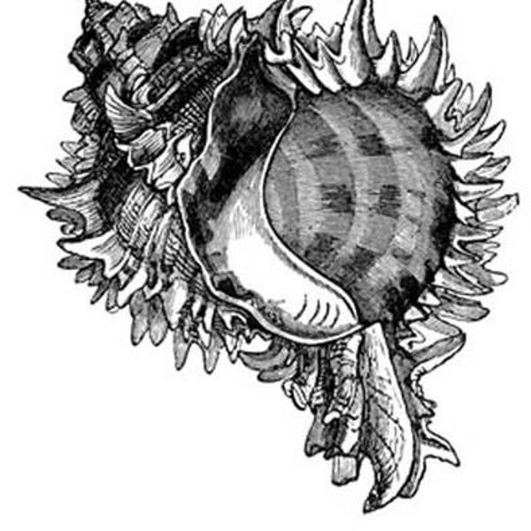 SW G05148/10 Murex rund