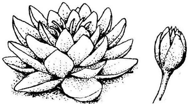 NS G8505 Lotus mit grosser Knospe