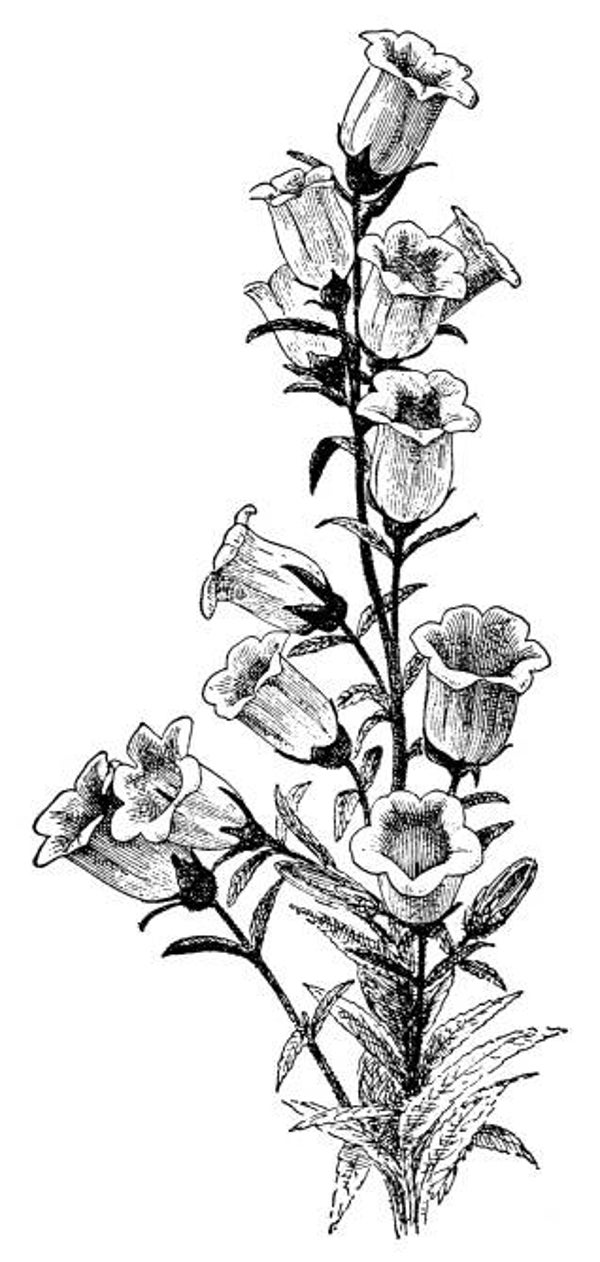 SW K06068/34 Blume 2