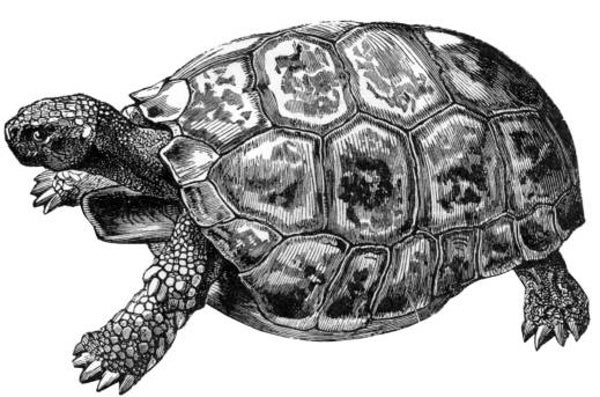 SW L11028/115 Meeresschildkröte