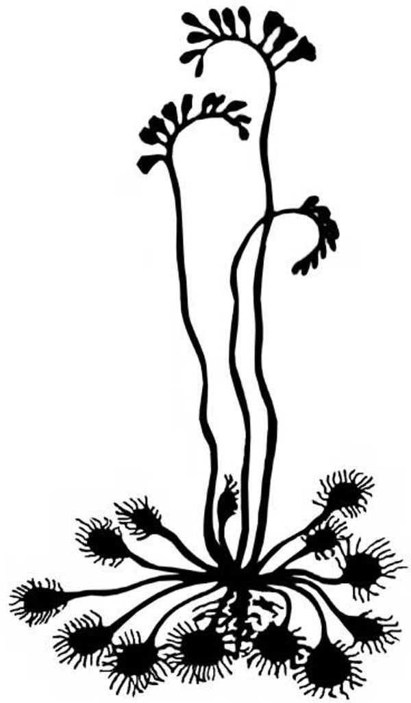 SW N17056/201 Fantasieblume