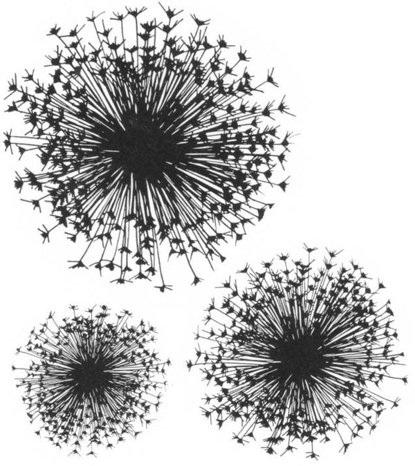 NS R10601 Allium silhouetten