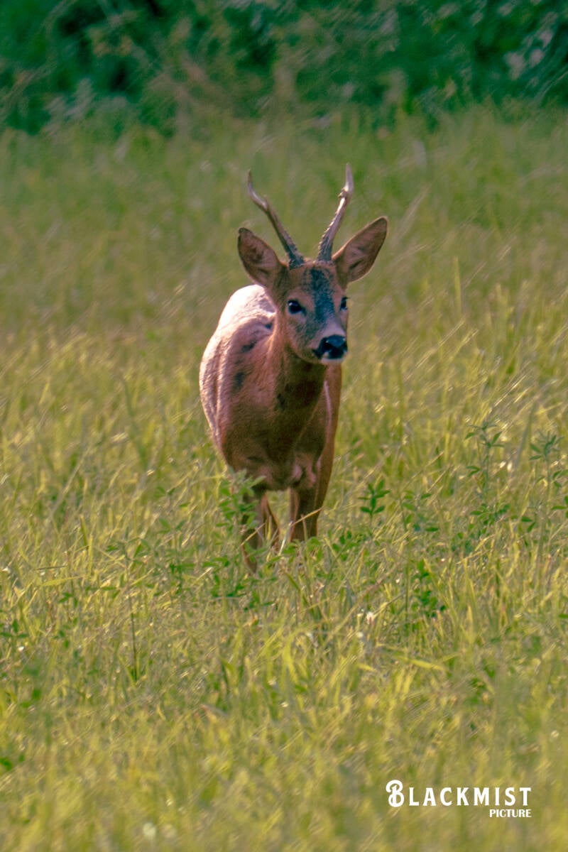 biche-2-standard.jpg