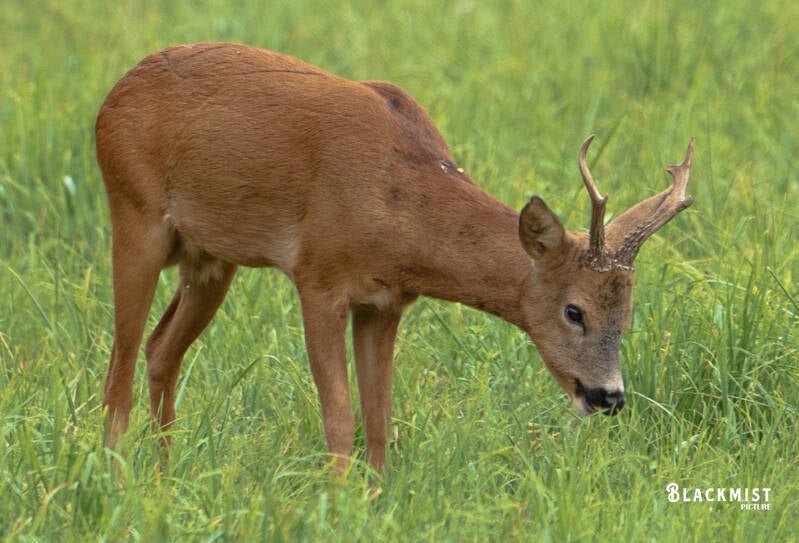 biche-30-2-standard.jpg