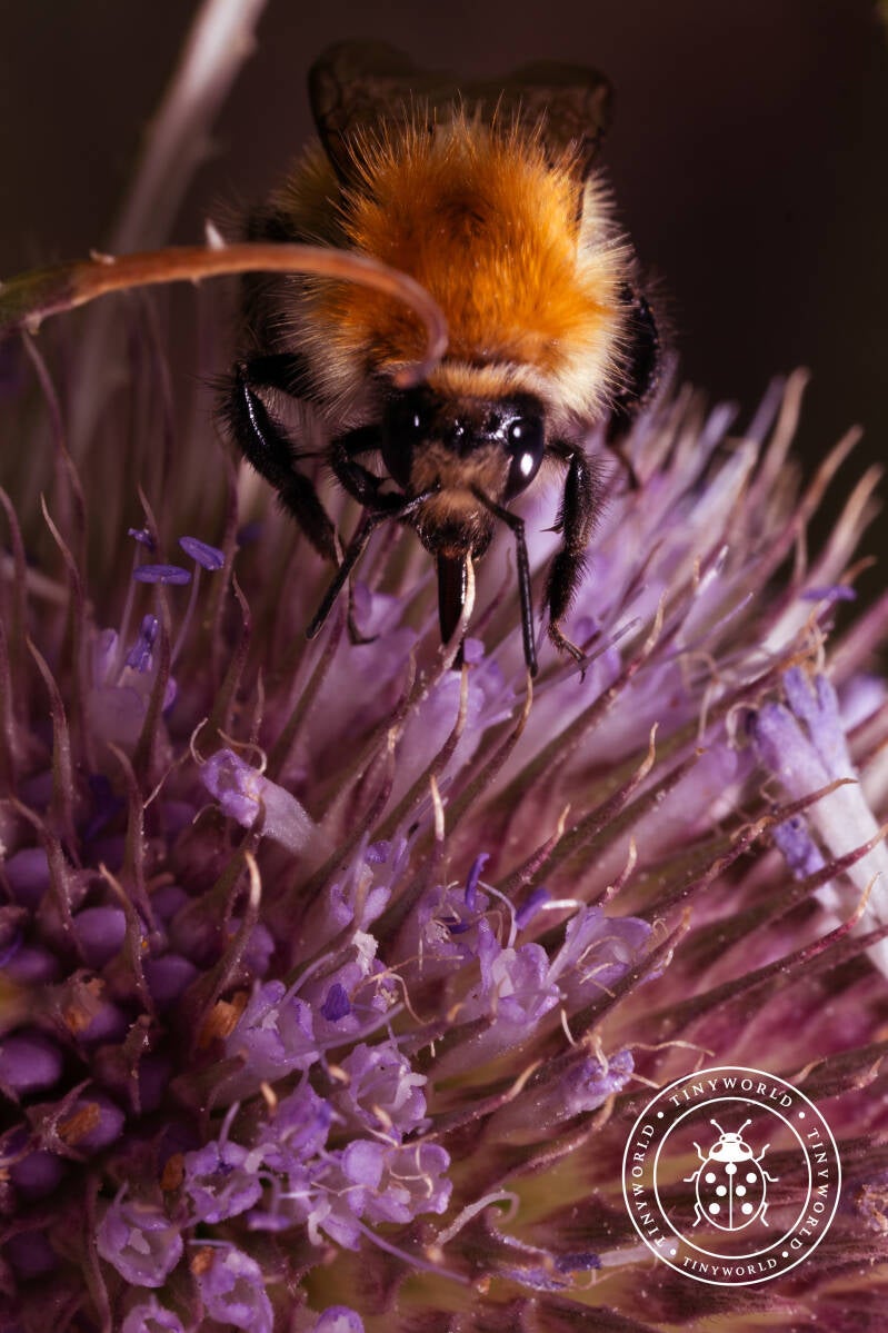 insecte2-6-standard-jsw16k.jpg