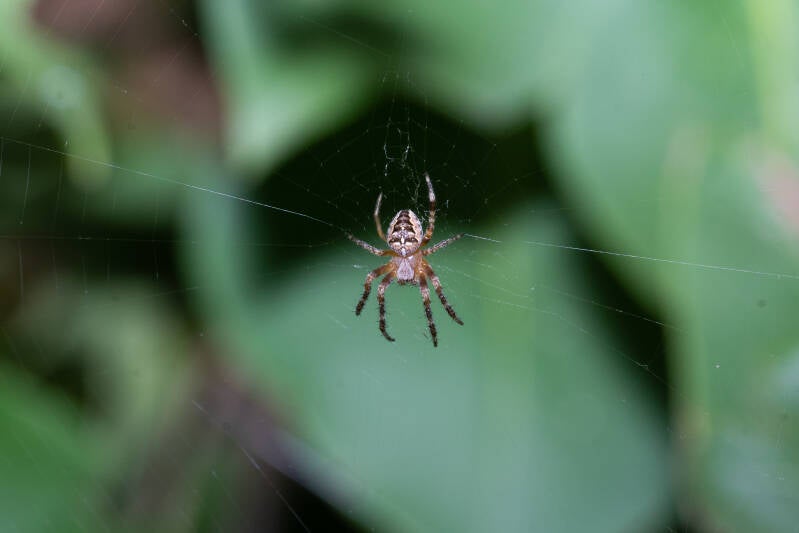 insecte5-7-22-7-standard-5v9sad.jpg