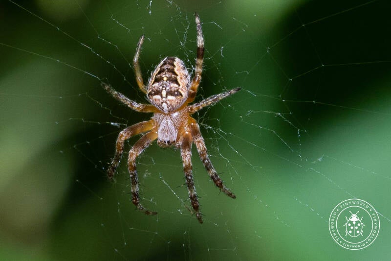 insecte5-7-22-8-standard-ahgk82.jpg