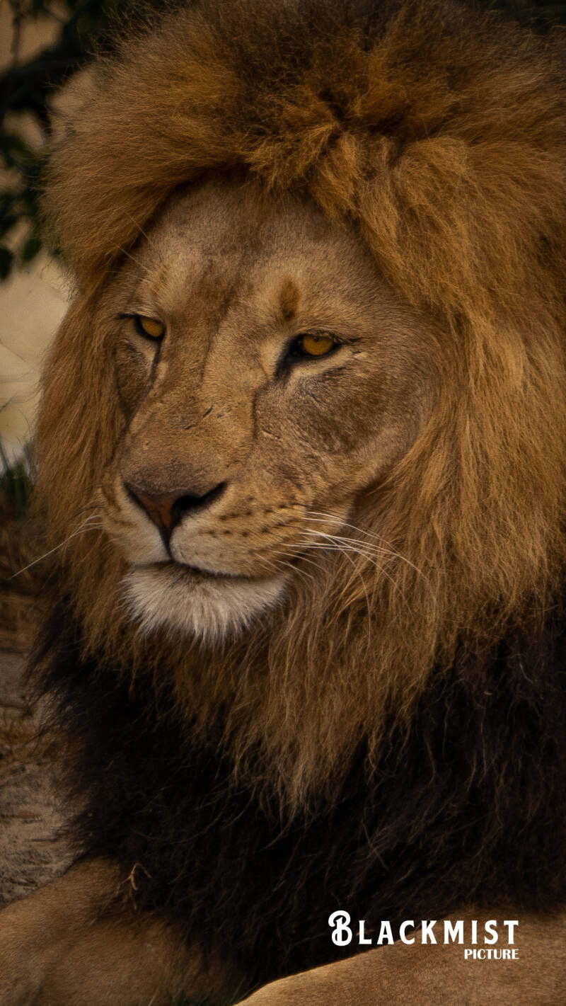 lion-5-06-22-156-standard-op9fyp.jpg