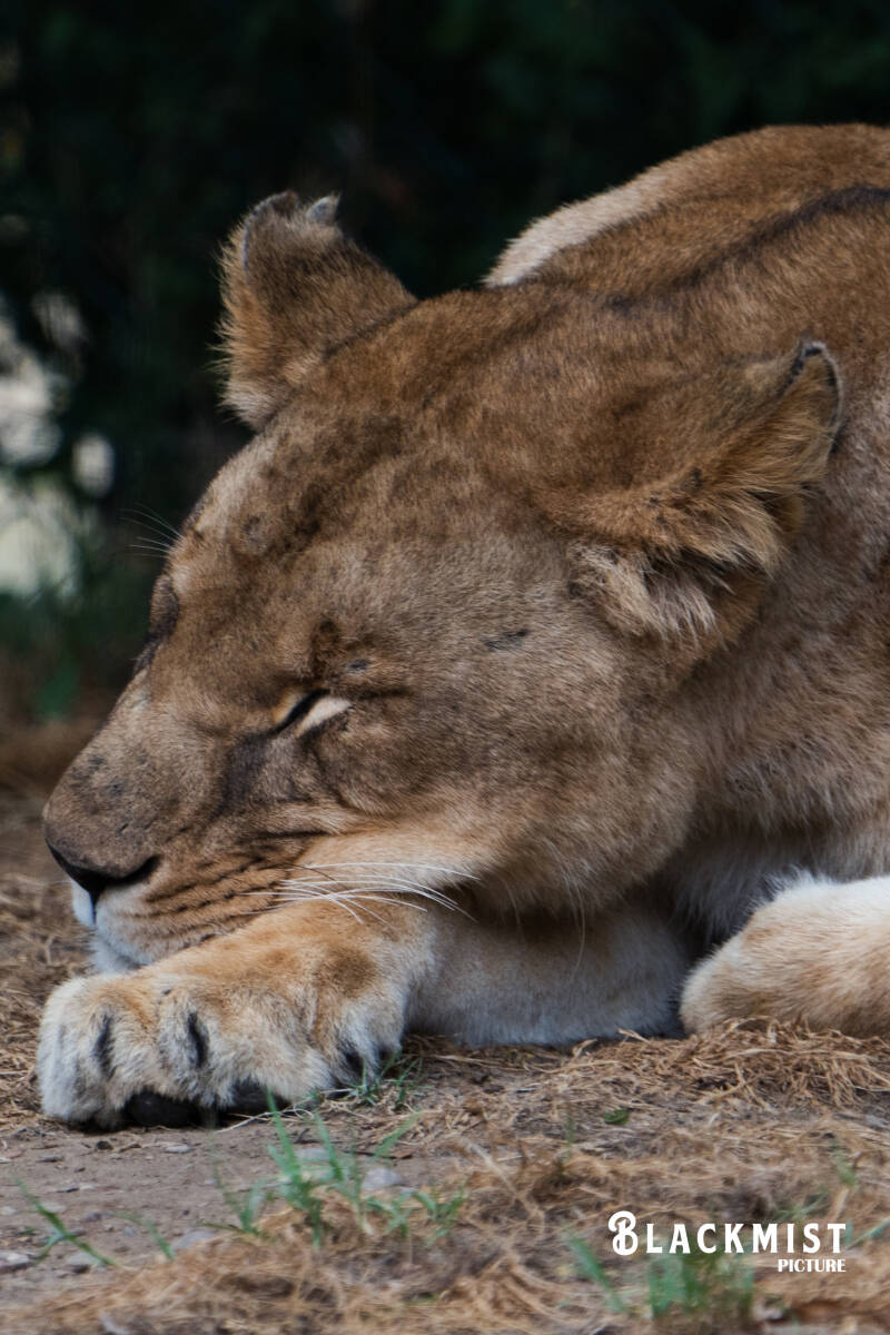 lion-lionne_-3-standard-xijyv3.jpg