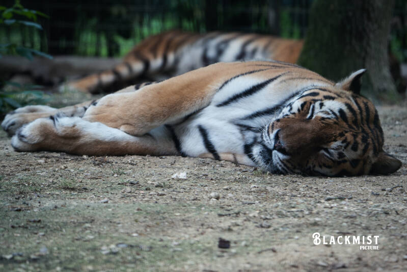 lion-lionne_-5-standard-9t5mpy.jpg