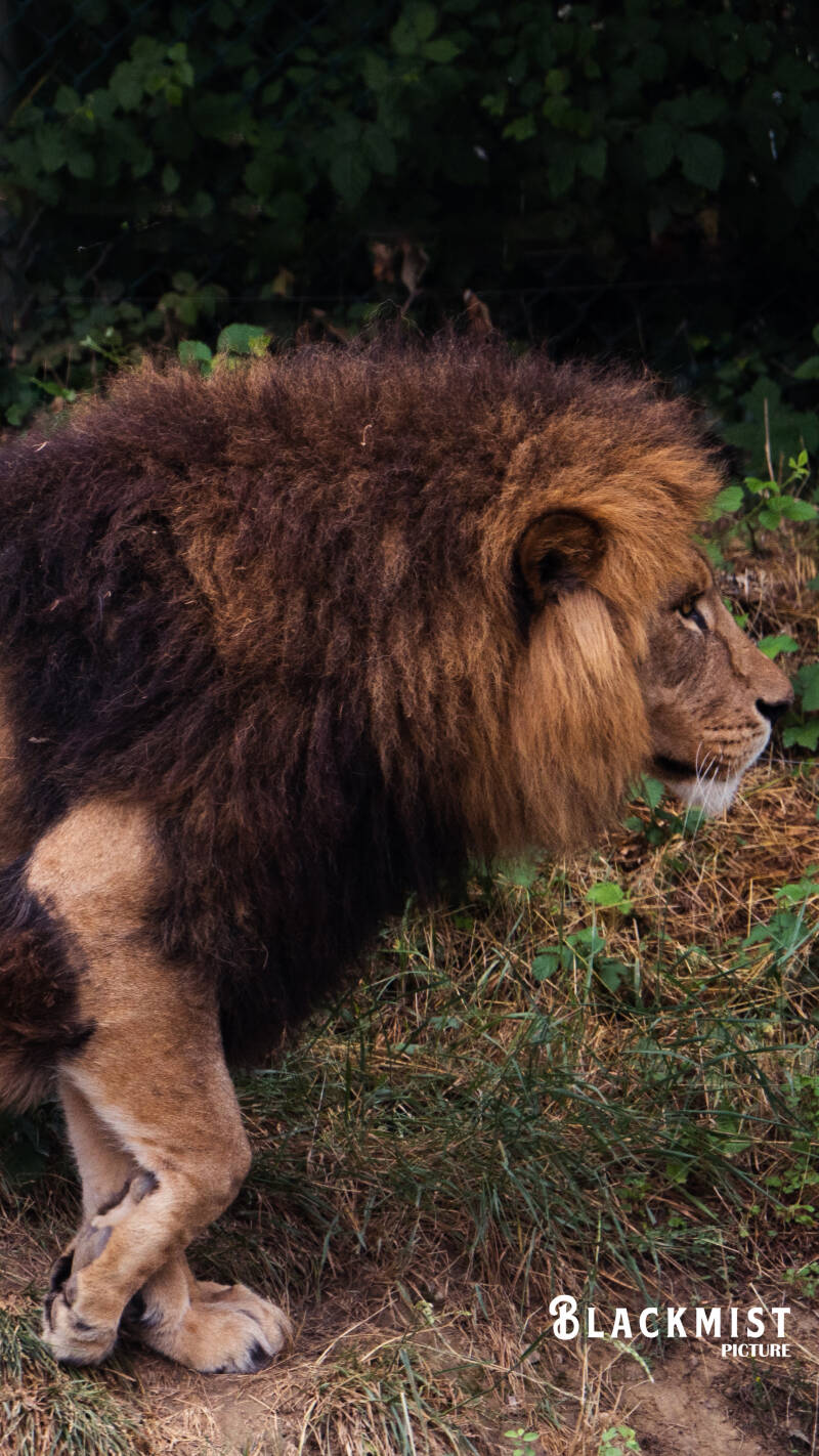 lion-lionne_-standard-vztfq3.jpg