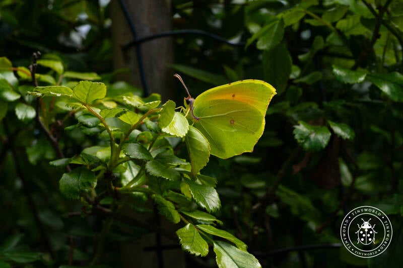 macro01-04-24v1-3-standard-96952w.jpg