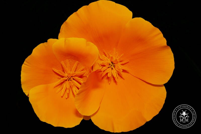 macro07-04-24v1-3-standard-thidax.jpg