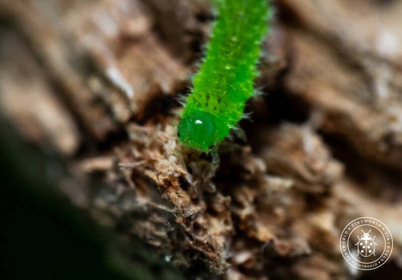 minizature-2-standard.jpg