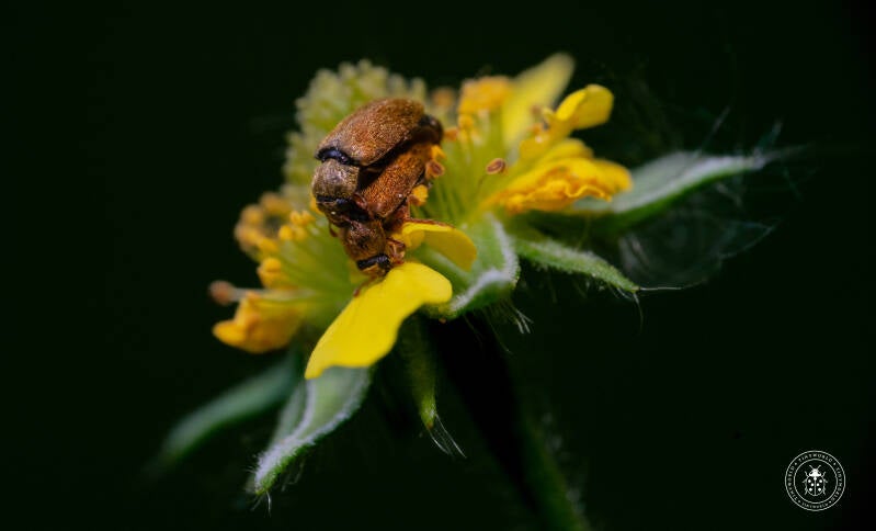 minizature-6-standard.jpg