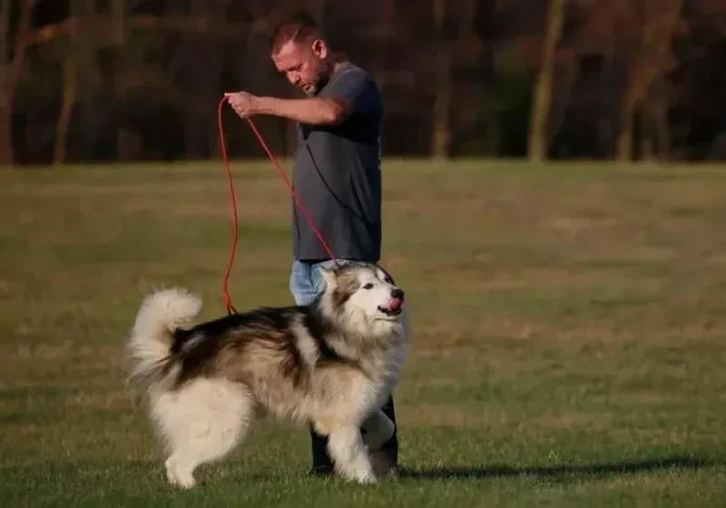 AAO Founder Matt Albert with Bandit.