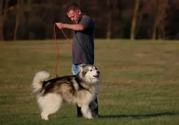 AAO Founder Matt Albert with Bandit.