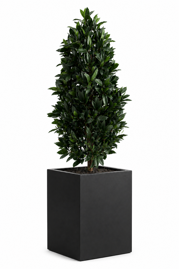 Laurier kunstplant | 105 cm | De luxe | per 2 verpakt